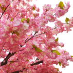 GloboStar® Artificial Garden CHERRY PRUNUS BLOSSOM TREE 20164 Τεχνητό Διακοσμητικό Δέντρο Άνθος Κερασιάς Προύμνη Υ340cm - Image 3