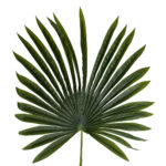 GloboStar® Artificial Garden SERENOA PALM LEAF 20173 Τεχνητό Διακοσμητικό Φύλο Φοινικόδεντρου Σερενόα Βεντάλια Π47 x Υ120cm - Image 3