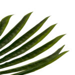 GloboStar® Artificial Garden SERENOA PALM LEAF 20173 Τεχνητό Διακοσμητικό Φύλο Φοινικόδεντρου Σερενόα Βεντάλια Π47 x Υ120cm - Image 4