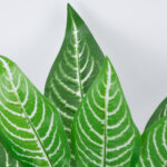 GloboStar® MADAGASCAR JEWEL 78274 Τεχνητό Φυτό Ευφορβία - Μπουκέτο Διακοσμητικών Φυτών - Κλαδιών με Φύλλωμα Πράσινο Υ35cm - Image 2