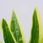 GloboStar® CORN PLANT 78285 Τεχνητό Φυτό Δράκαινα Αρωματική - Μπουκέτο Διακοσμητικών Φυτών - Κλαδιών με Φύλλωμα Πράσινο - Κίτρινο Υ48cm - Image 2