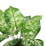 GloboStar® Artificial Garden DIEFFENBACHIA POTTED PLANT 20897 Διακοσμητικό Φυτό Διεφενμπάχια Φ40 x Υ33cm - Image 3