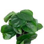 GloboStar® Artificial Garden STRAWBERRY PLANT 20951 Διακοσμητικό Φυτό Φράουλα Φ23 x Υ16cm - Image 3