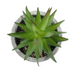 GloboStar® Artificial Garden SUCCULENT ALOE 21010 Διακοσμητικό Φυτό Παχύφυτο Αλόη Υ11cm - Image 3