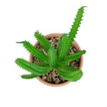 GloboStar® Artificial Garden SUCCULENT EUPHORBIA POTTED PLANT 21052 Διακοσμητικό Φυτό Ευφορβία Φ18 x Υ23cm - Image 3