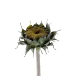 GloboStar® Artificial Garden GREEN SUNFLOWER BRANCH 21378 Τεχνητό Διακοσμητικό Κλαδί Ηλιοτρόπιο Πράσινο Y60cm - Image 3