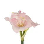 GloboStar® Artificial Garden PINK KAFFIR LILY BRANCH 21390 Τεχνητό Διακοσμητικό Κλαδί Ροζ Κρίνο Y58cm - Image 3