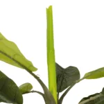 GloboStar® Artificial Garden BANANA TREE 21502 Τεχνητό Διακοσμητικό Δέντρο Μπανανιάς Υ500cm - Image 3