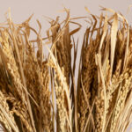 GloboStar® RISEGRASS 36505 Αποξηραμένο Φυτό Ρύζι - Μπουκέτο Διακοσμητικών Κλαδιών Μπεζ Υ60cm - Σετ 105 τμχ - Image 2